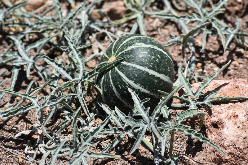 Fingerleaf Gourd photo 7