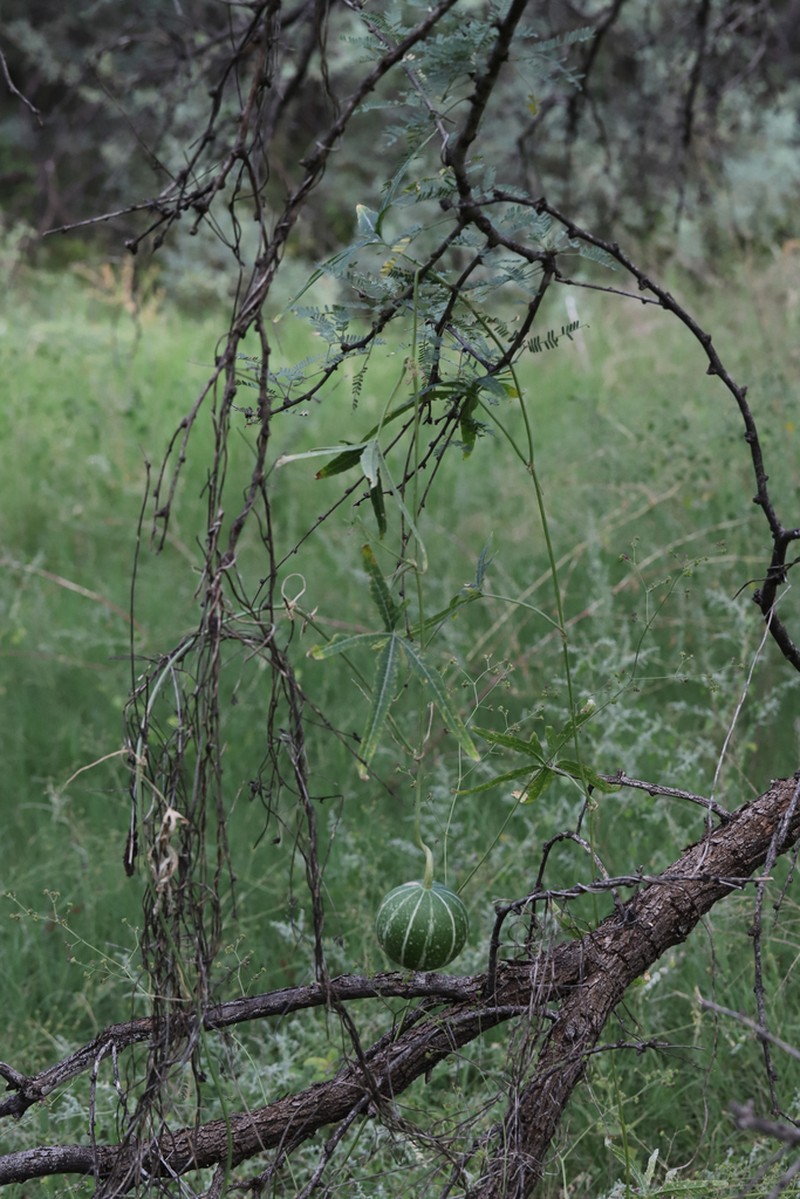 Fingerleaf Gourd photo 8