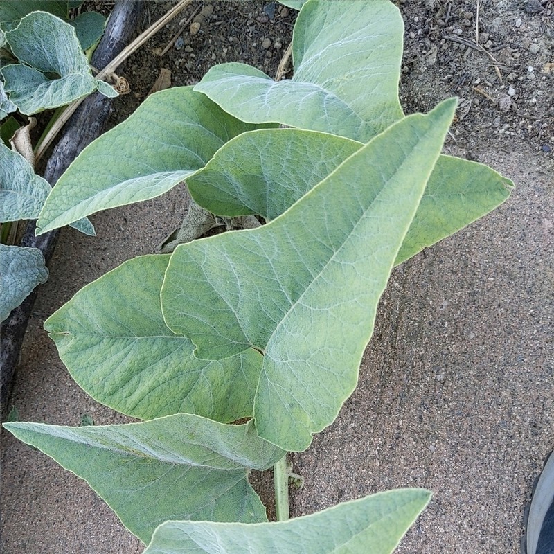 Missouri Gourd photo 2