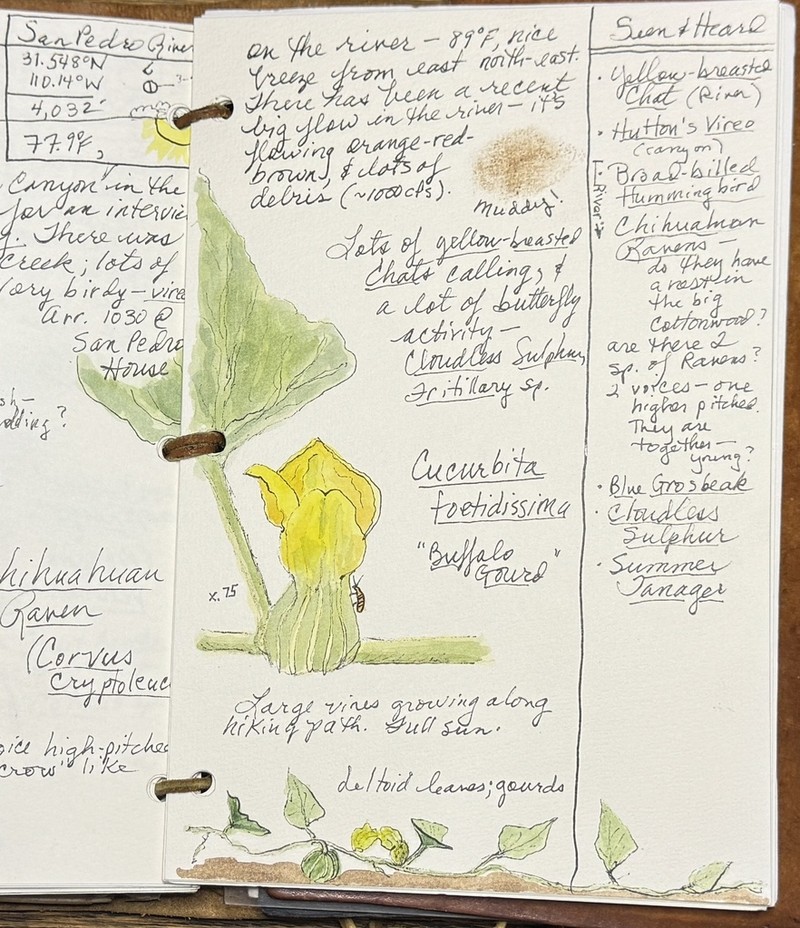 Missouri Gourd photo 3