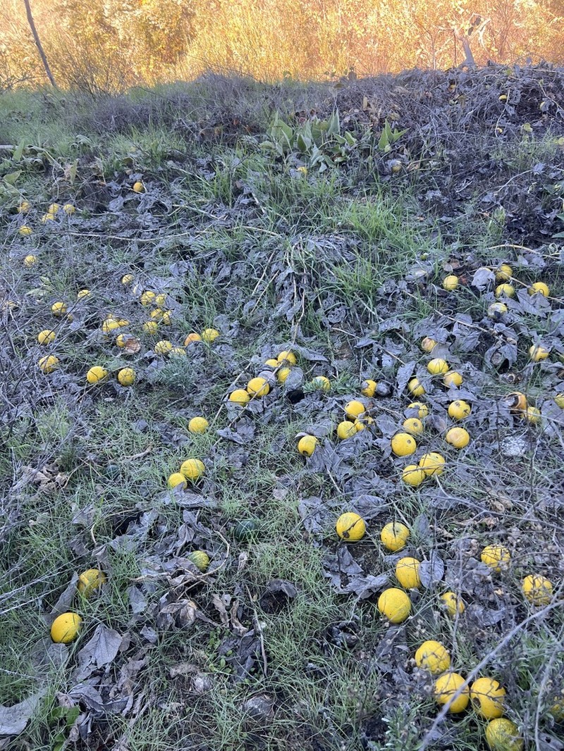 Missouri Gourd photo 5