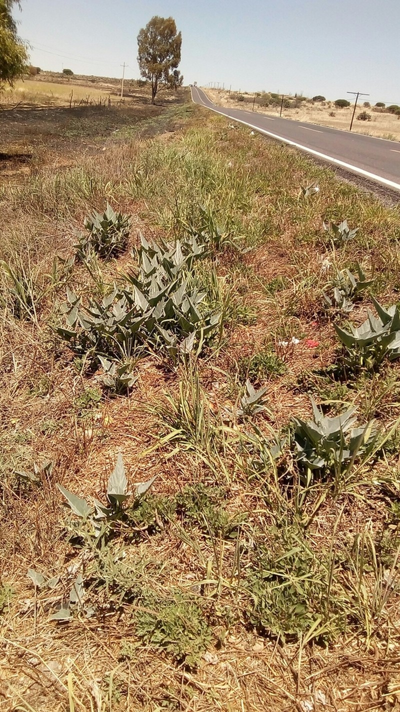 Missouri Gourd photo 6
