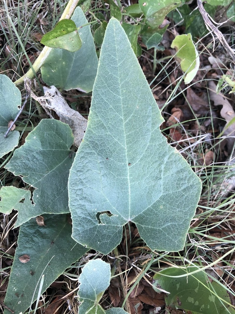 Missouri Gourd photo 7