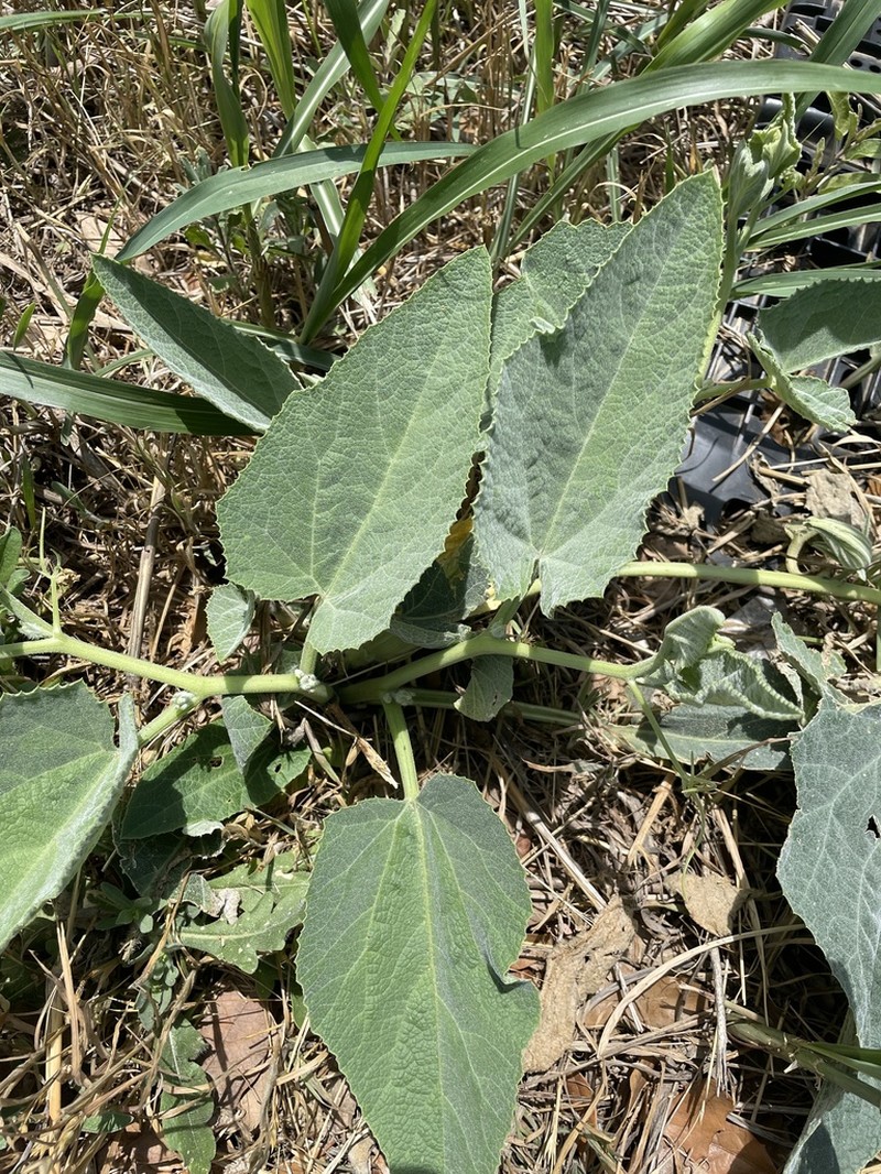 Missouri Gourd photo 8