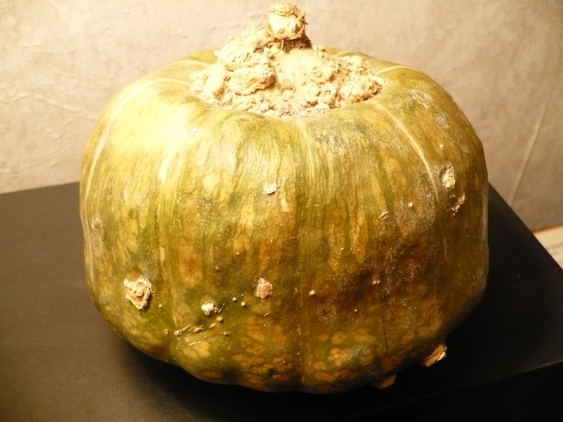 Winter Squash photo 3