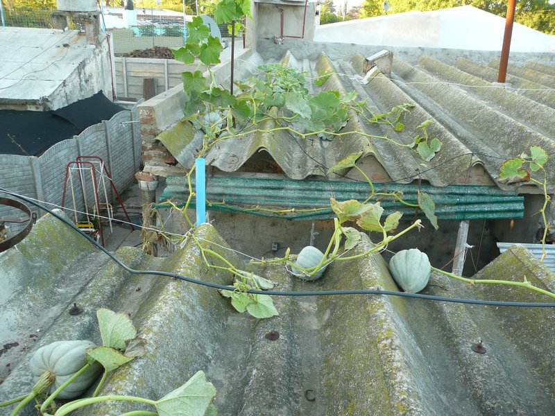 Winter Squash photo 4