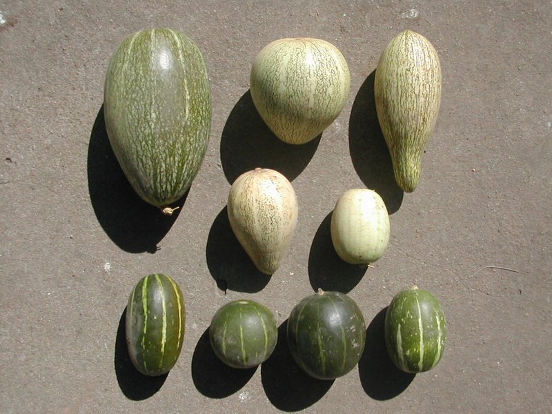 Winter Squash photo 5