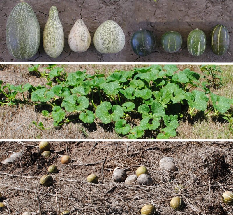 Winter Squash photo 6