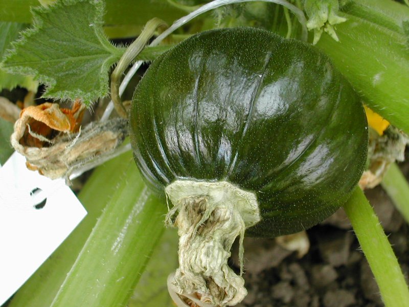 Winter Squash photo 7