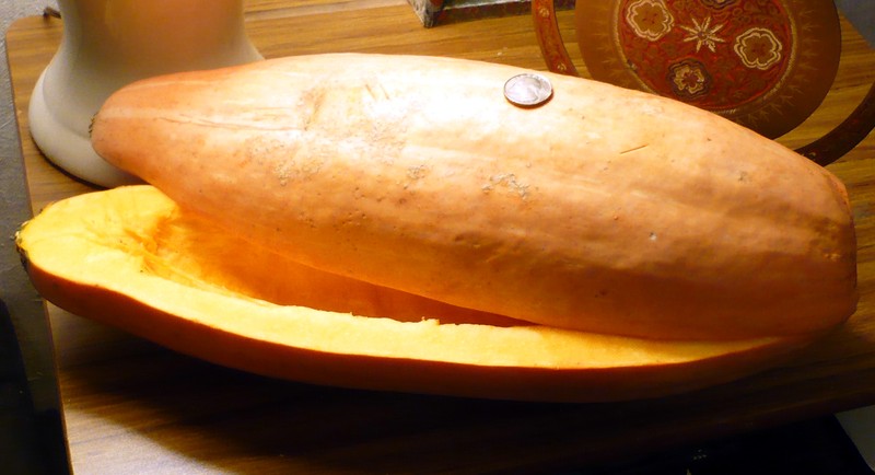 Winter Squash photo 8
