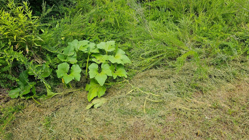Cucurbita melopepo photo 2
