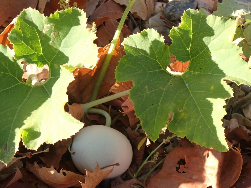Cucurbita melopepo