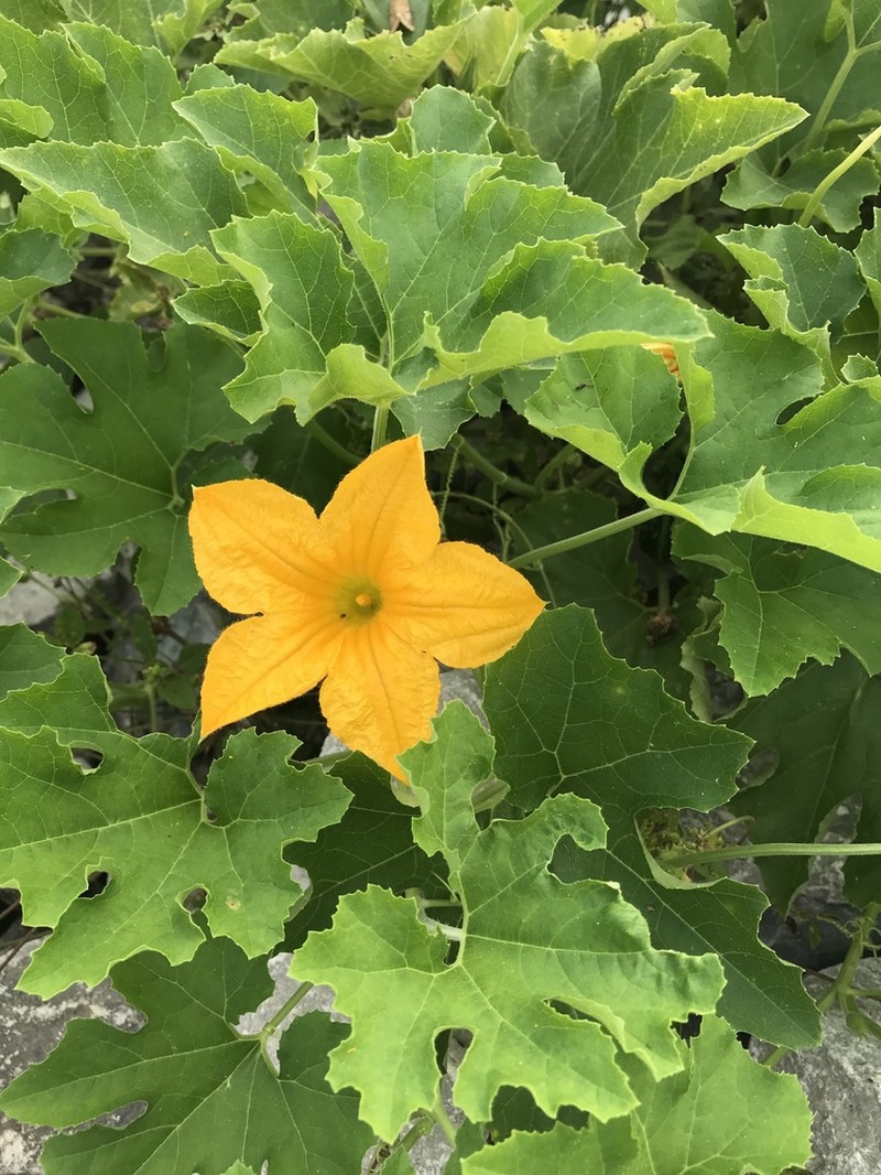 Cucurbita melopepo photo 6