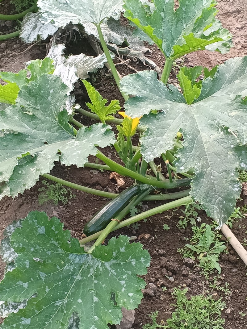Cucurbita melopepo subsp. melopepo