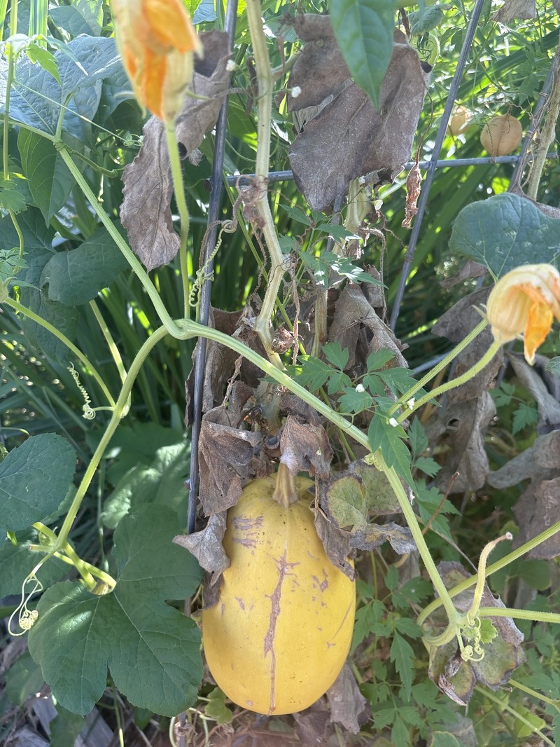 Cucurbita melopepo subsp. melopepo photo 2
