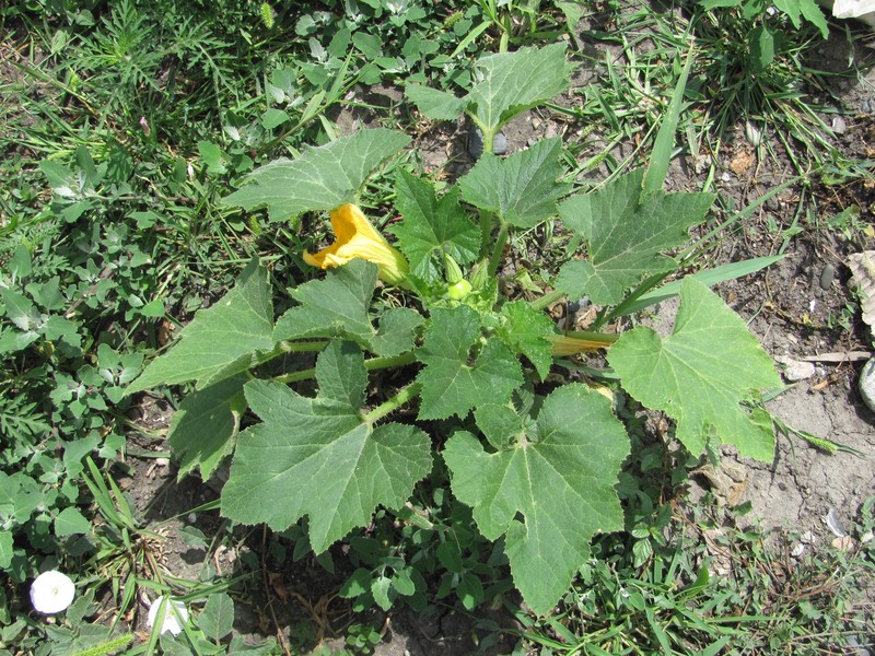 Cucurbita melopepo subsp. melopepo photo 3