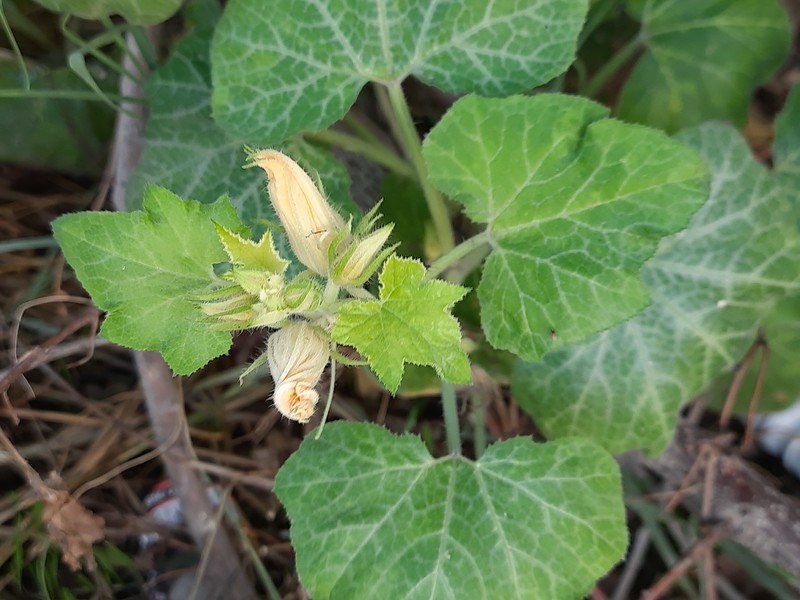Cucurbita melopepo subsp. melopepo photo 4