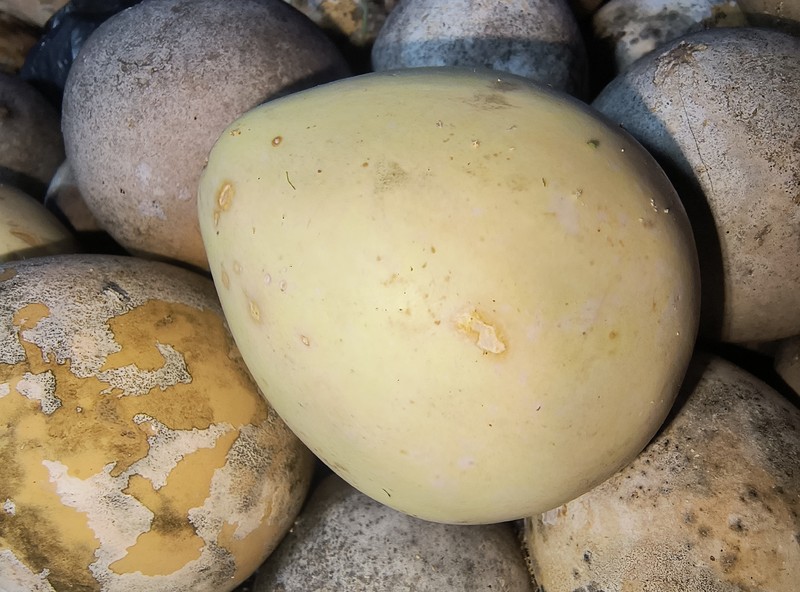 Cucurbita melopepo subsp. texana
