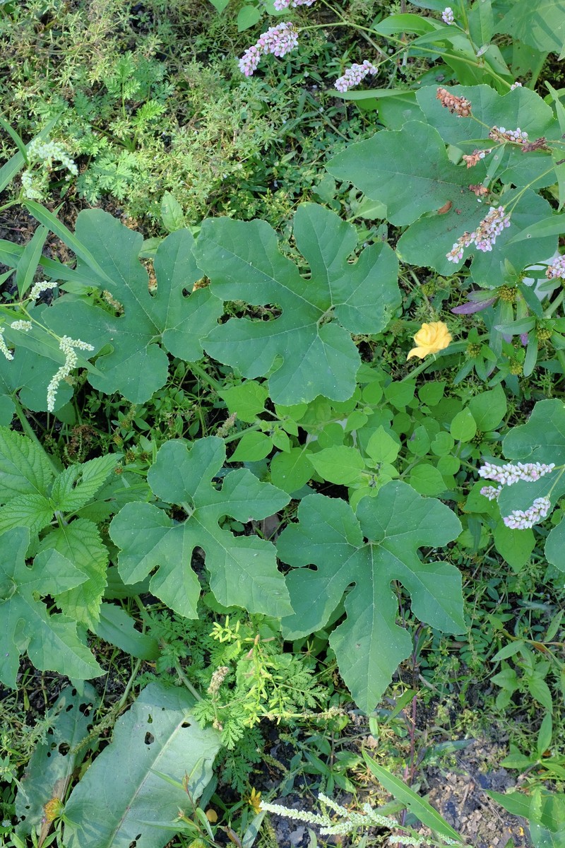 Cucurbita melopepo subsp. texana photo 5