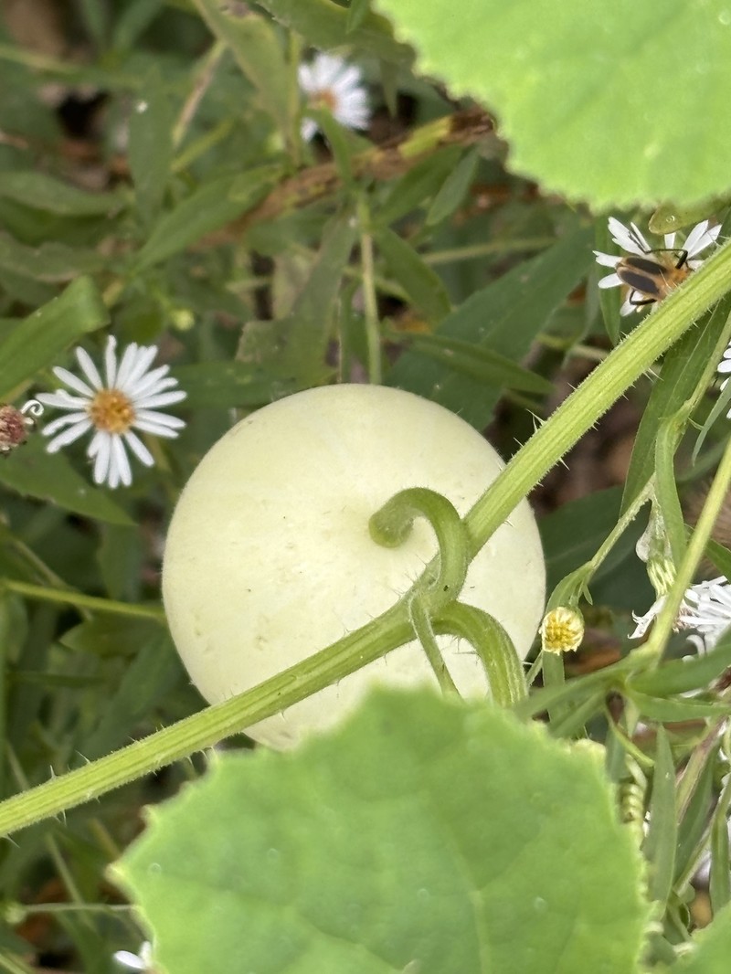 Cucurbita melopepo subsp. texana photo 6