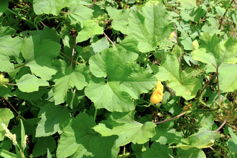 Cucurbita melopepo subsp. texana photo 7