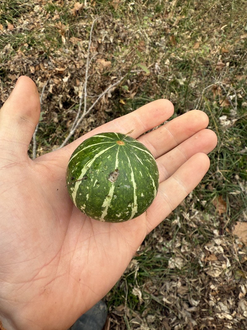 Cucurbita melopepo subsp. texana photo 8
