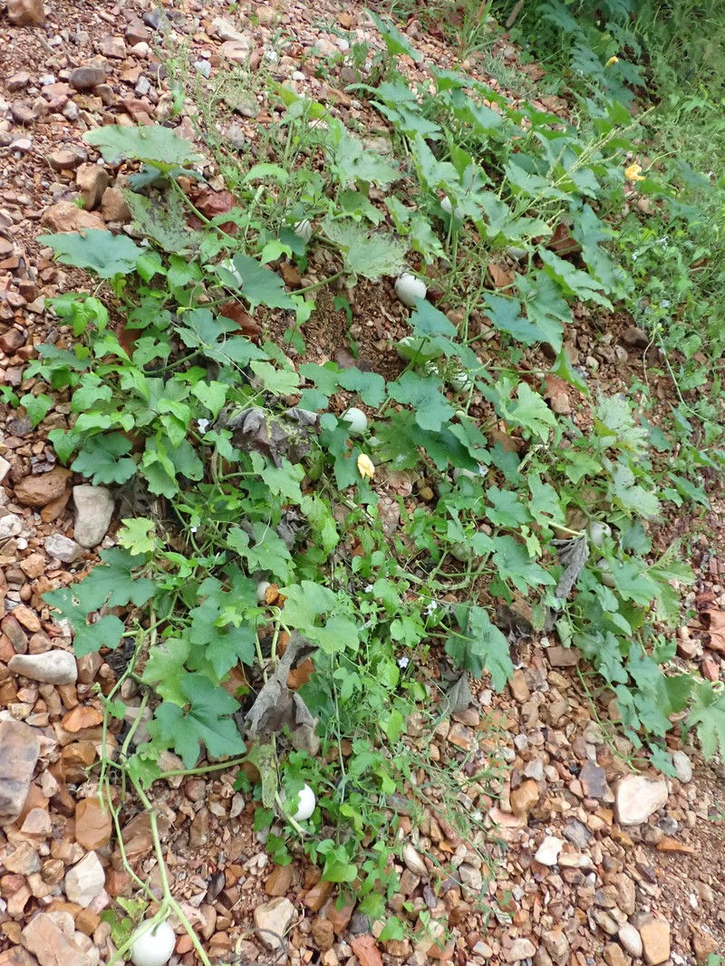 Cucurbita melopepo var. ozarkana photo 6