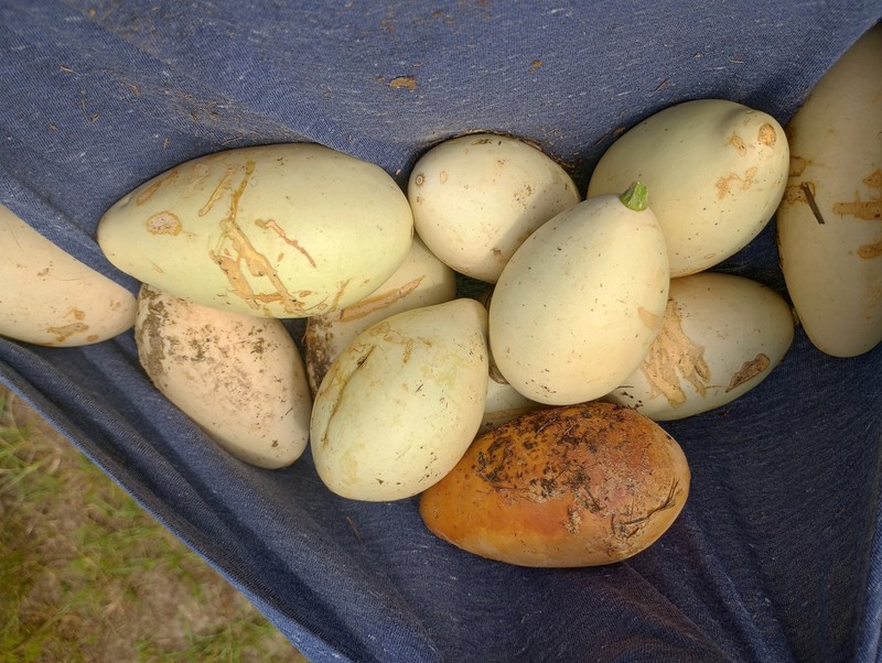 Cucurbita melopepo var. ozarkana photo 7