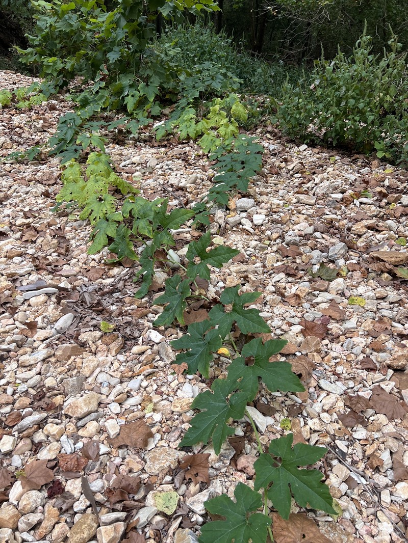 Cucurbita melopepo var. ozarkana photo 8