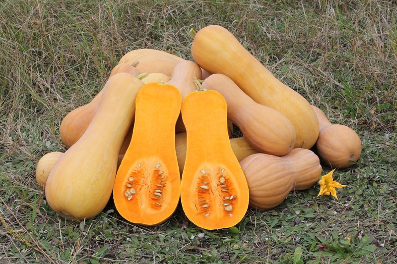 Crookneck Squash