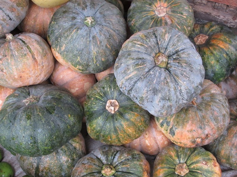 Crookneck Squash photo 2