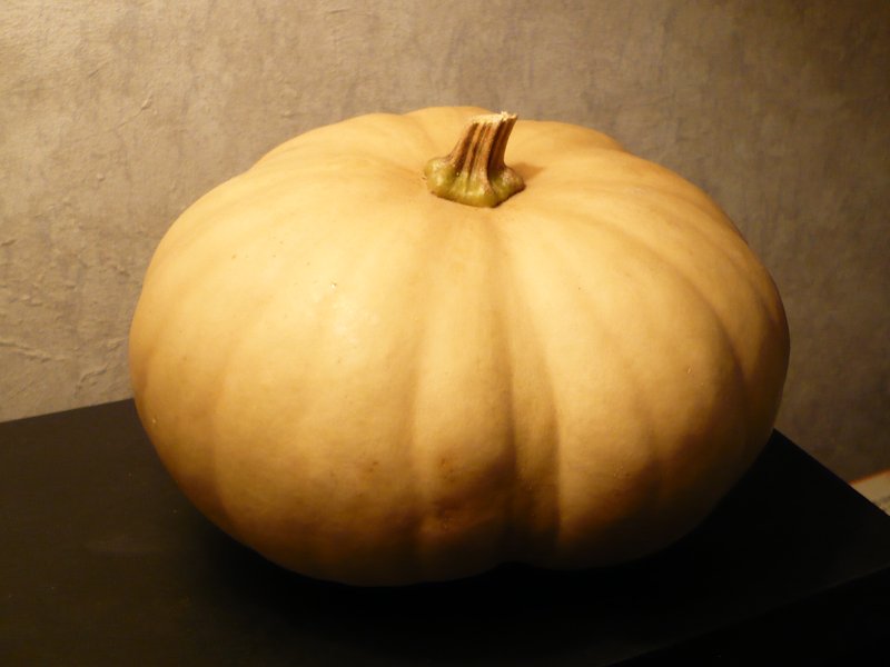 Crookneck Squash photo 5