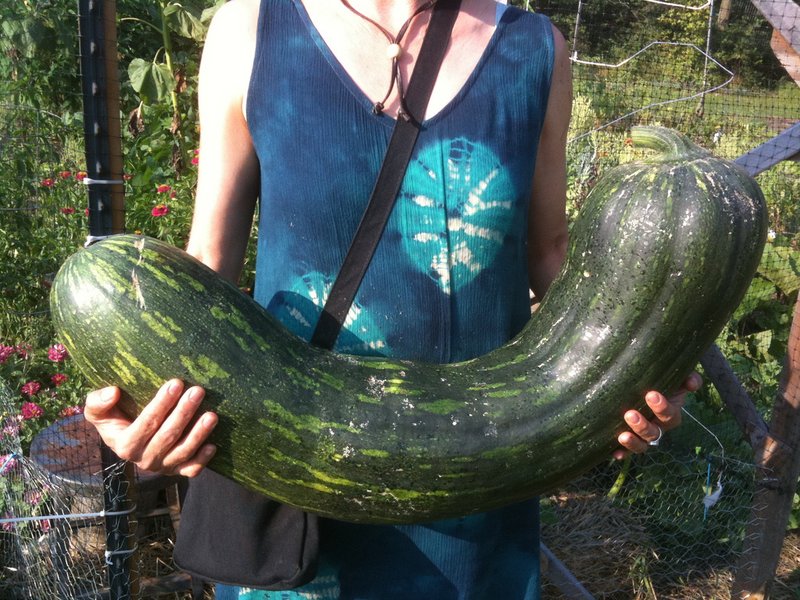 Crookneck Squash photo 6