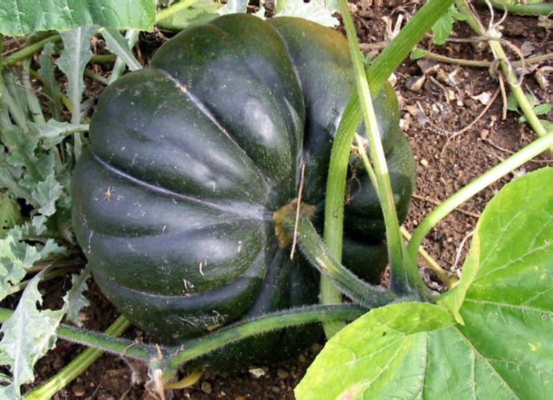 Crookneck Squash photo 7
