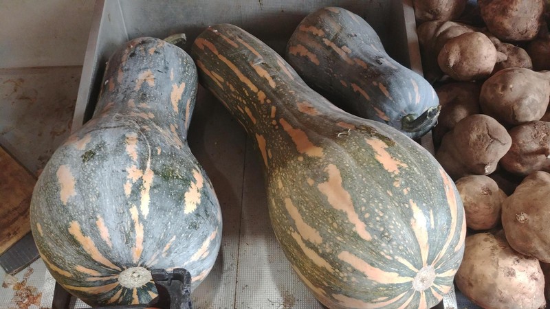 Crookneck Squash photo 8