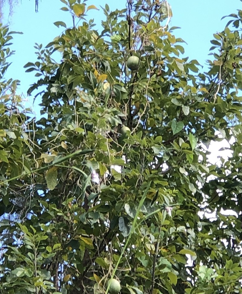Okeechobee Gourd