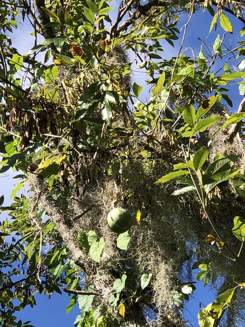 Okeechobee Gourd photo 2