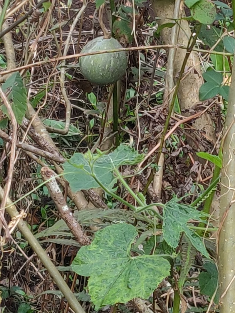Okeechobee Gourd photo 3