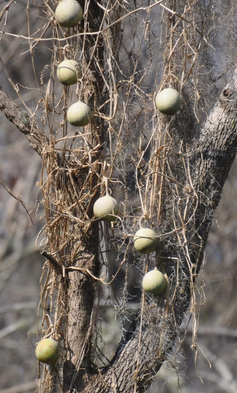 Okeechobee Gourd photo 4
