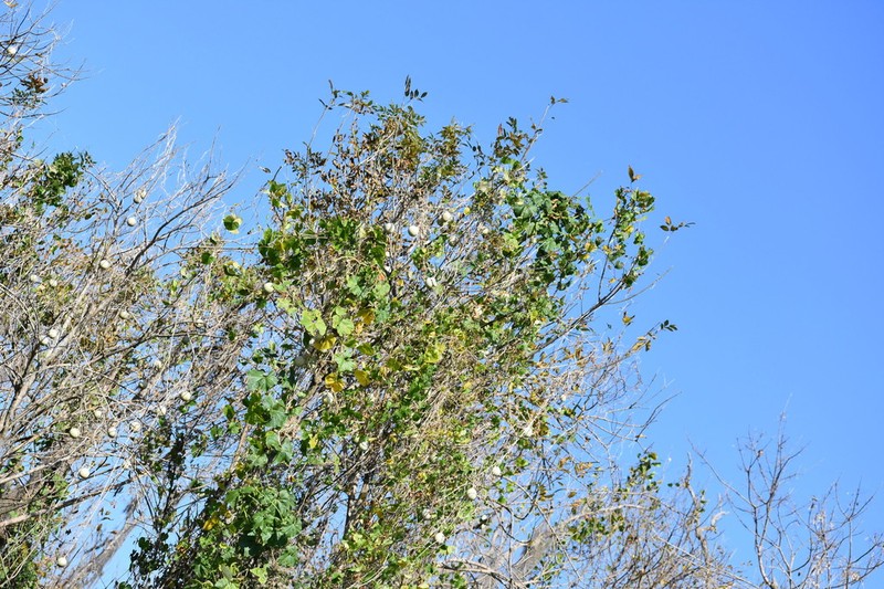 Okeechobee Gourd photo 5