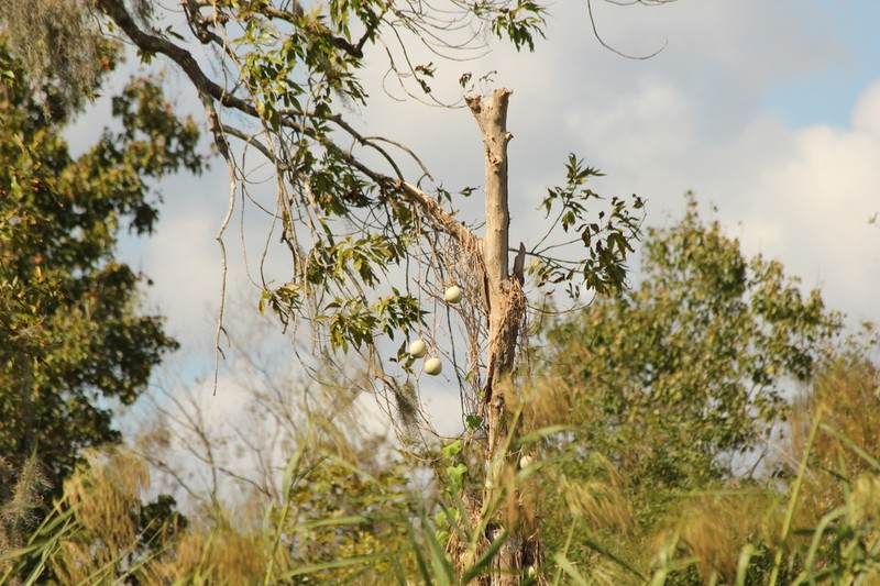 Okeechobee Gourd photo 6
