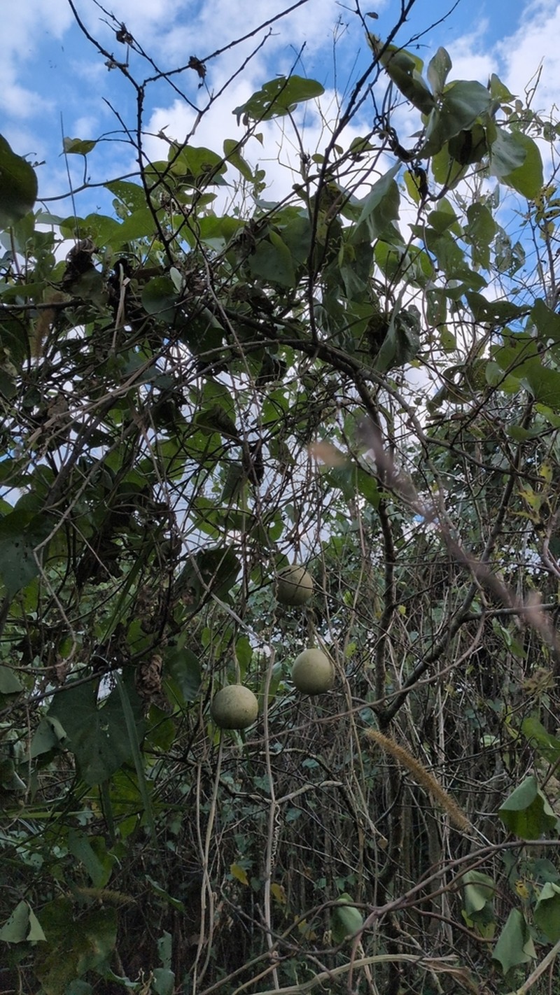 Okeechobee Gourd photo 7