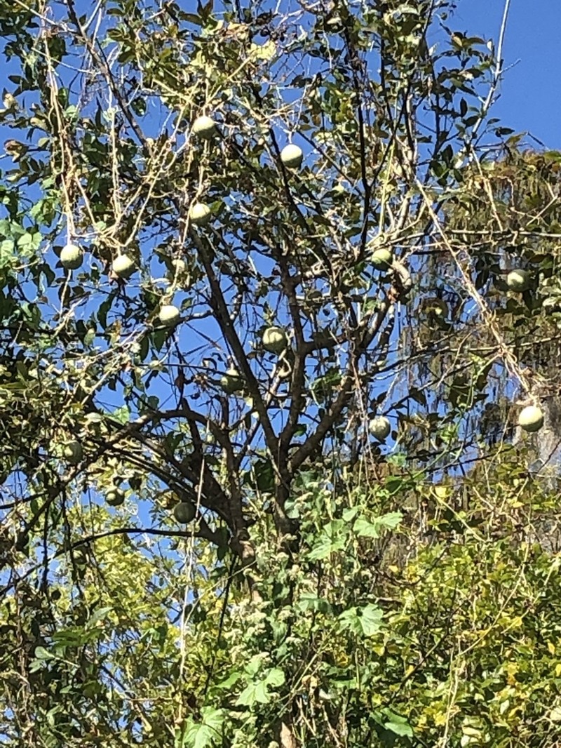 Okeechobee Gourd photo 8