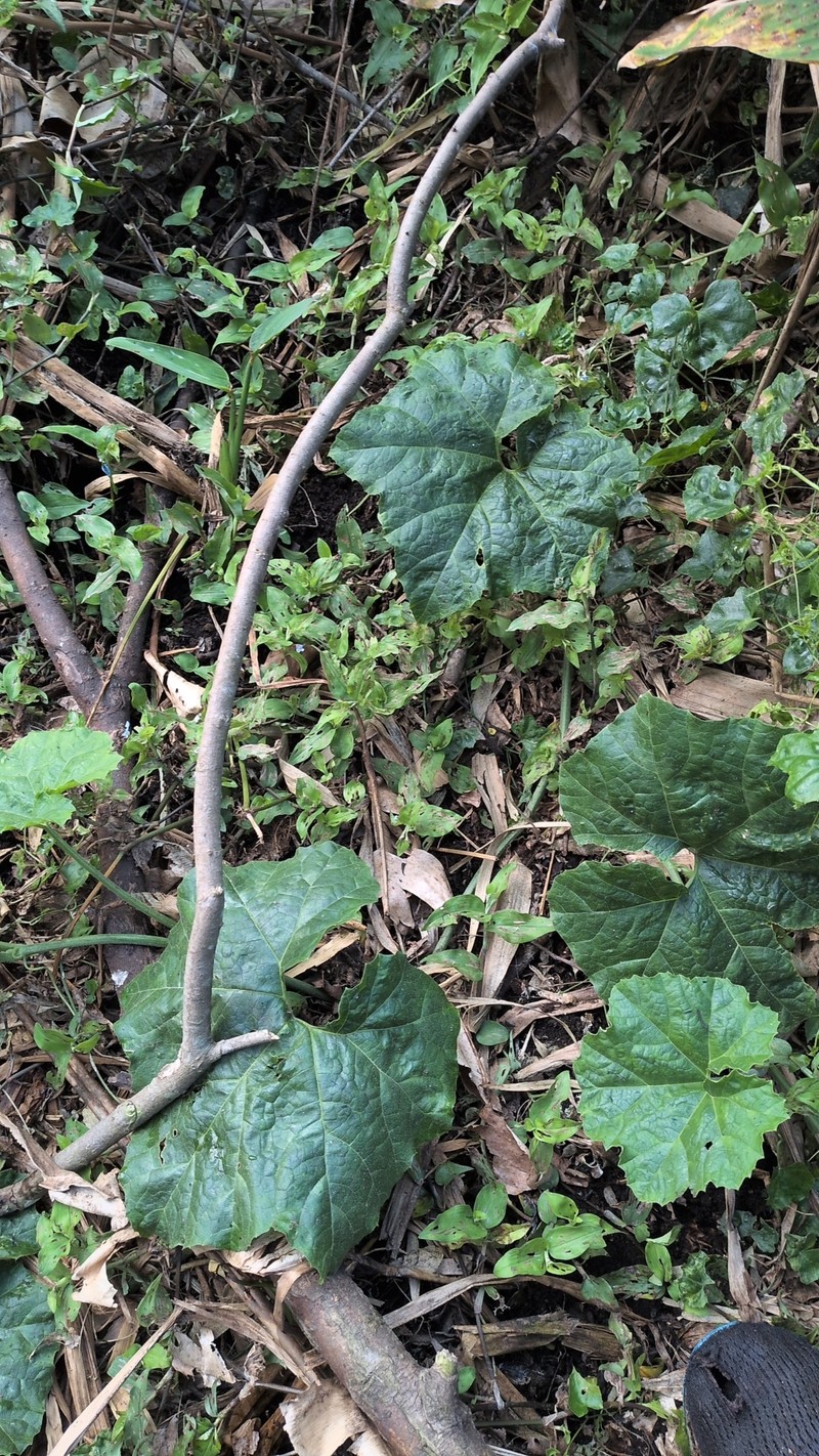 Cucurbita okeechobeensis subsp. okeechobeensis