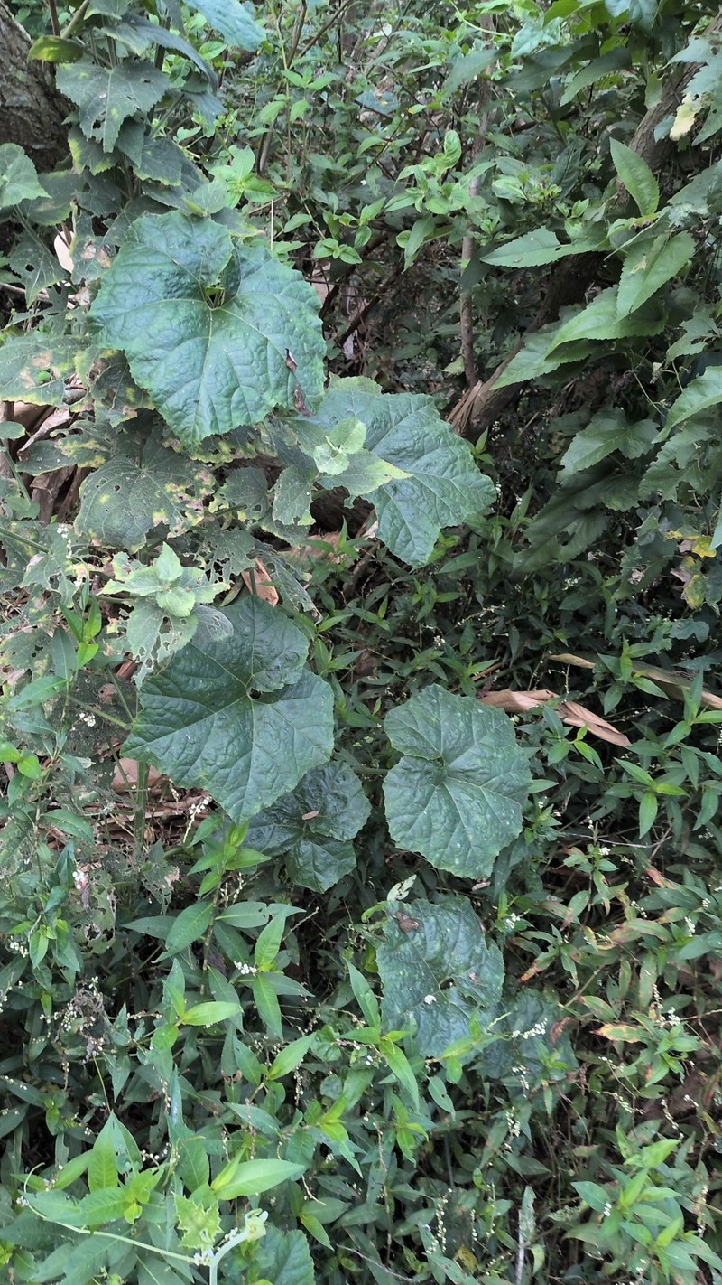 Cucurbita okeechobeensis subsp. okeechobeensis photo 2