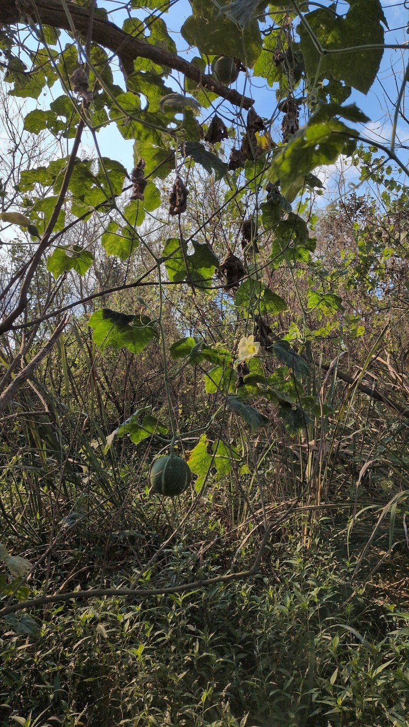 Cucurbita okeechobeensis subsp. okeechobeensis photo 3