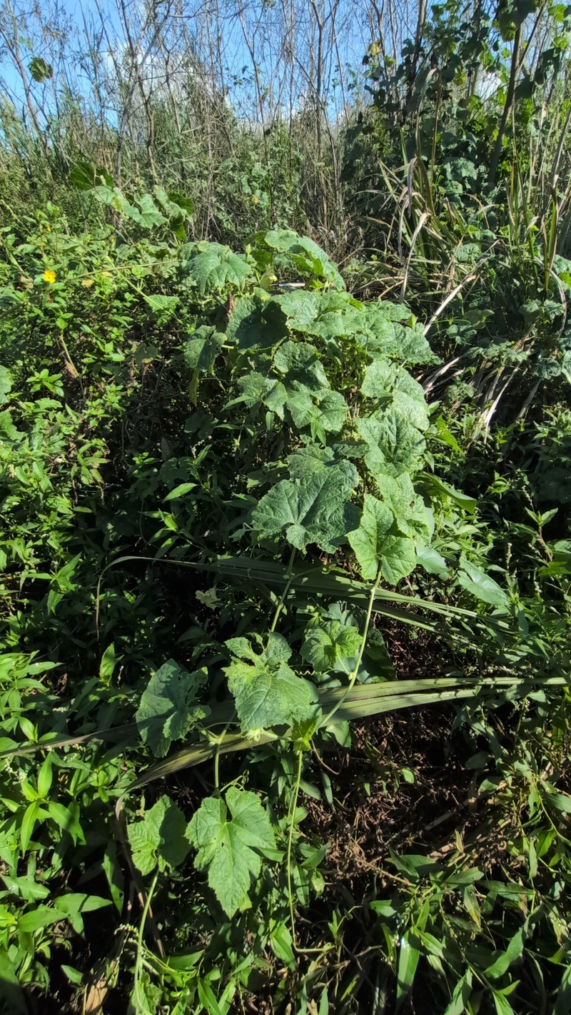Cucurbita okeechobeensis subsp. okeechobeensis photo 4