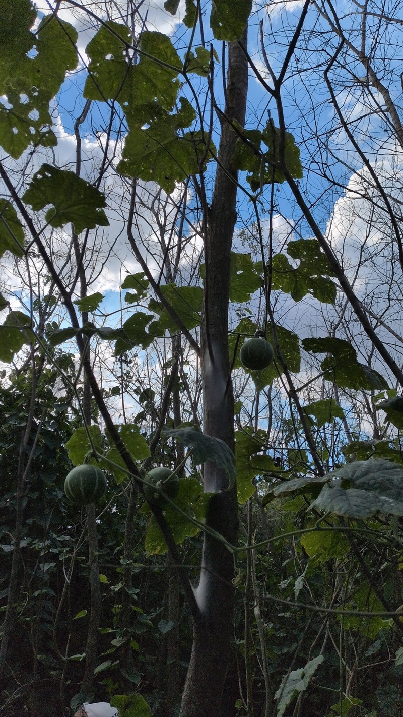 Cucurbita okeechobeensis subsp. okeechobeensis photo 5