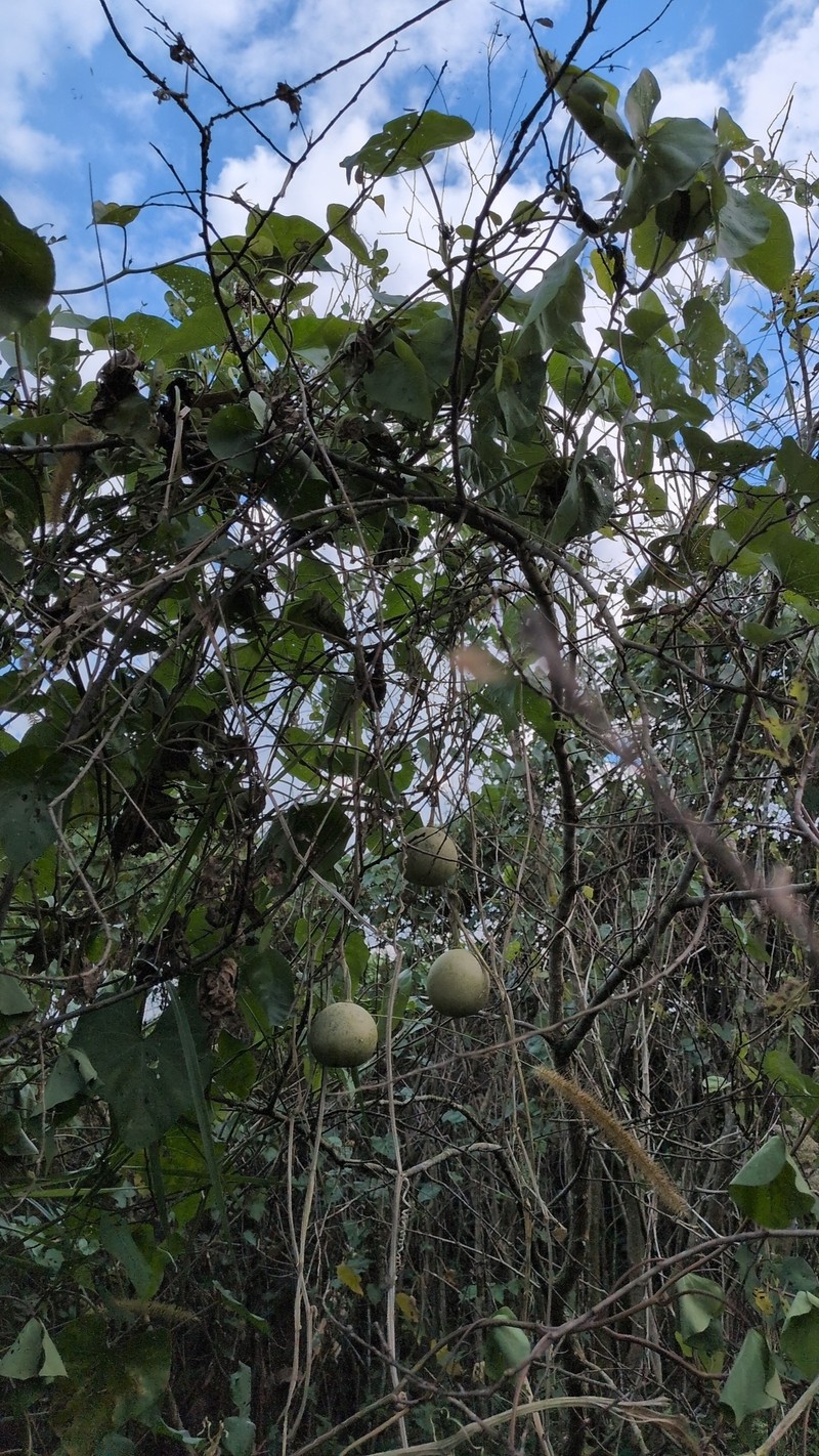 Cucurbita okeechobeensis subsp. okeechobeensis photo 6