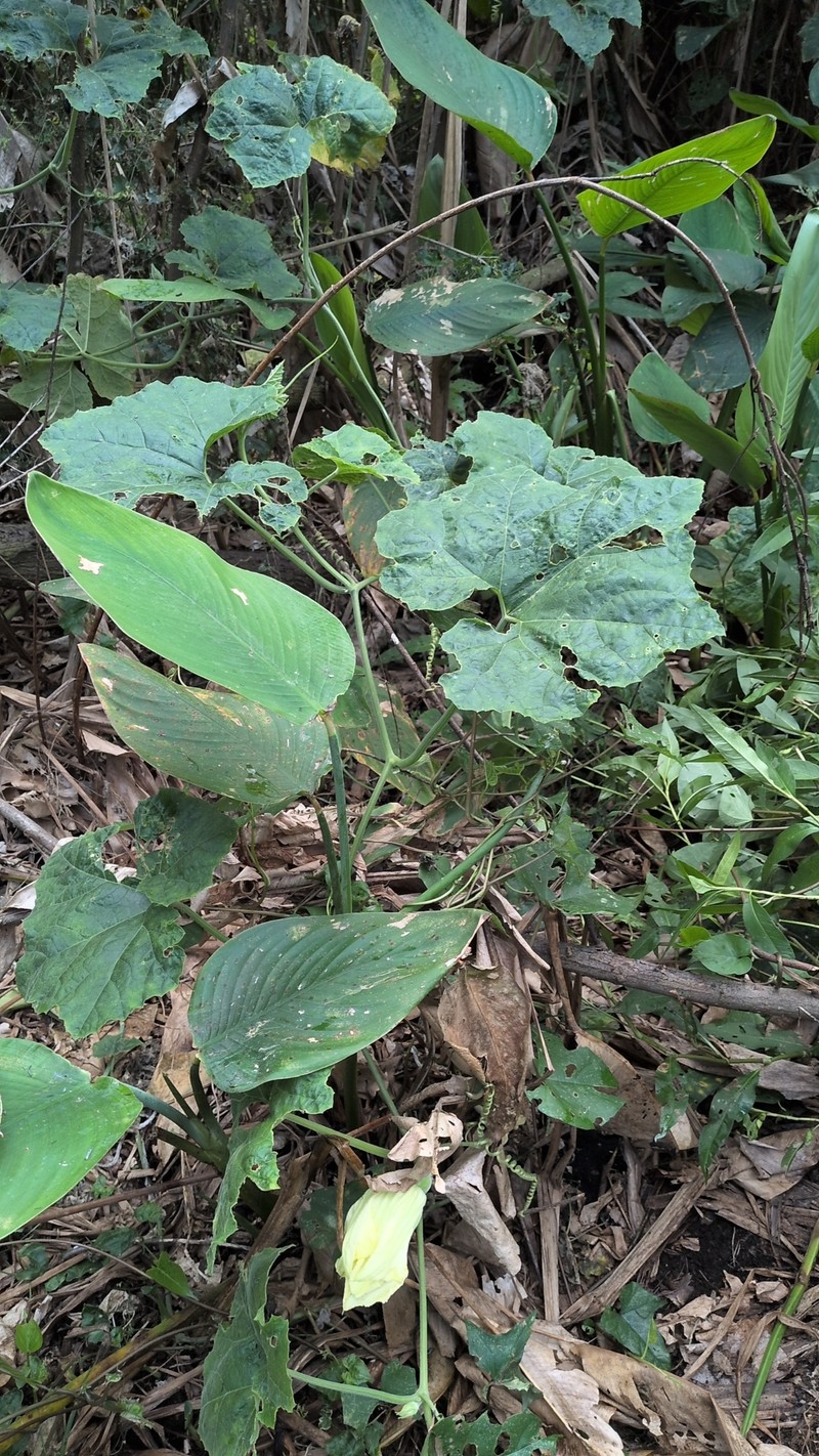 Cucurbita okeechobeensis subsp. okeechobeensis photo 8